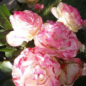 Meet your Posher, Maribel